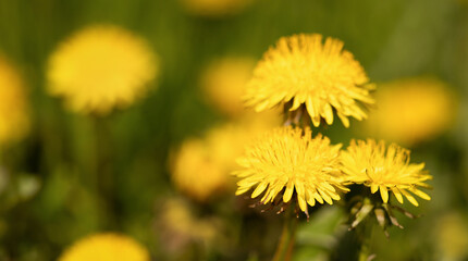 Blooming dandelion, healthy edible flowers concept. Spring, summer nature background.