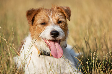 Face of a panting thirsty dog in the grass with big tongue. Dog in hot weather.