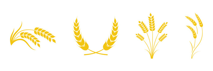 Wheat spikes, Wheats ears icon set, Harvest wheat grain, growth rice stalk and whole bread grains or field cereal nutritious.