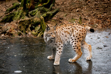 Obraz premium Lynx on ice. Eurasian lynx, Lynx lynx, walks on frozen forest lake. Beautiful wild cat in nature. Cute animal with spotted orange fur. Beast of prey in frosty day. Predator in habitat. Adorable bobcat