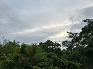 Fototapeta premium clouds in the forest