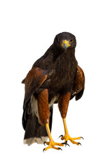 Hawk at sunset. Harris's hawk, Parabuteo unicinctus, isolated on white background. Bird of prey hunting in wild nature. Beautiful raptor known as dusky or wolf hawk. Hunts cooperatively in group.