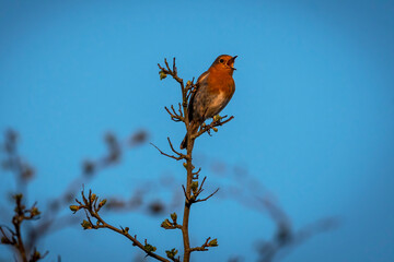 Robin singing against blue sky background

