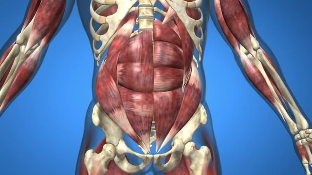 Human anatomy abdominal muscles 3d model