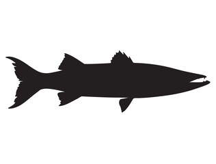 Barracuda Fish Silhouette