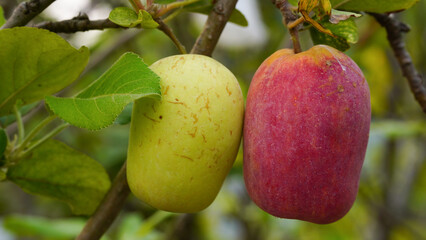 Anna apple from Thailand which has sour taste but still delicious to be eaten.