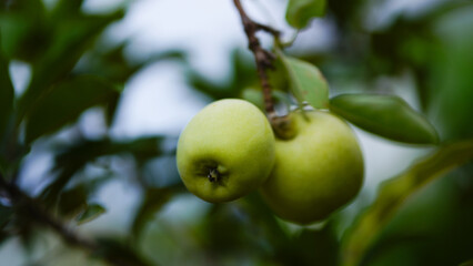 Anna apple from Thailand which has sour taste but still delicious to be eaten.