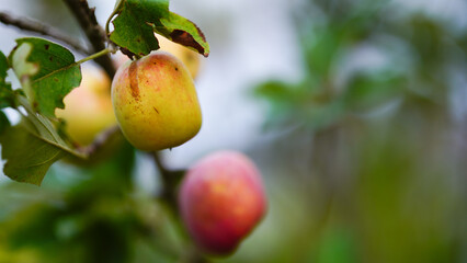 Anna apple from Thailand which has sour taste but still delicious to be eaten.
