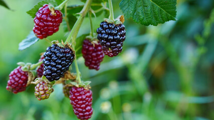 Black blackberries on the tree at the farm.