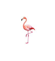 Fototapeta premium Elegant flamingo standing on one leg against a deep black backdrop showing unique feathers