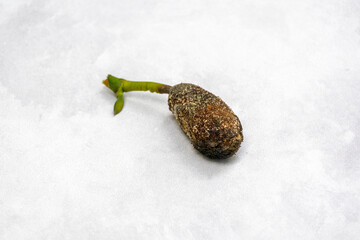 Young rotten jackfruit isolated on white background. Premature spoilage.