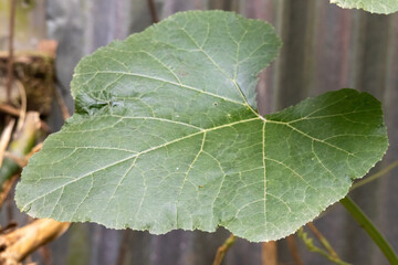 Close-up sweet pumpkin (Cucurbita moschata) green leaf with natural light. Edible leaves for cooking.