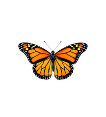 Fototapeta premium Stunning monarch butterfly isolated against a dark black background depicting natural beauty