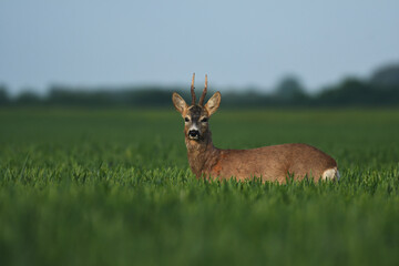 Roebuck capital in the grass