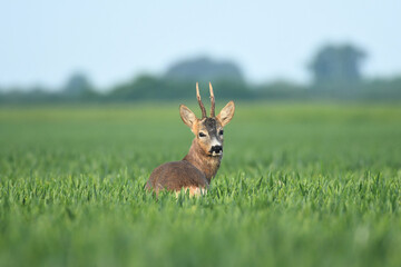 Roebuck capital in the grass