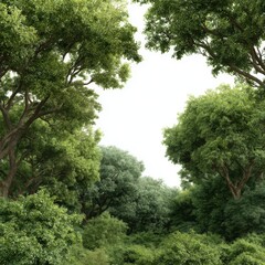 Obraz premium Lush green forest canopy view on white background