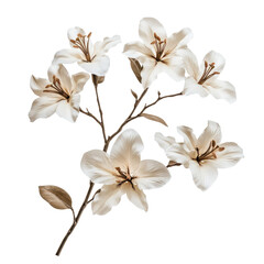 branch of white lilies flowers, A branch adorned with white lilies, isolated on transparent background