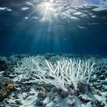 Editorial photo, underwater shot of a coral reef bleached white, lifeless fish and broken coral, harsh reality of ocean warming, professional photo, bright natural light