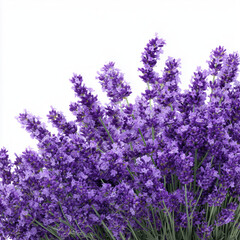 Naklejka premium Stunning Lavender Bouquet on White Background , PNG isolated cut out image