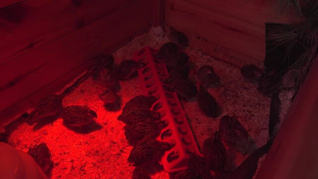 Baby Jumbo Coturnix Quails eat and walk around in a brooder filled with wood shavings and a red heat lamp to keep them warm.