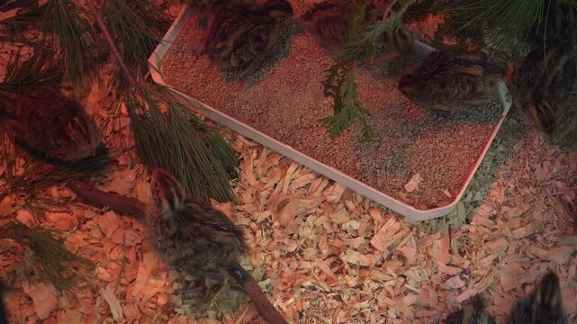 Baby Jumbo Coturnix Quails eat, jump and walk around in a pen filled with wood shavings and pine boughs.