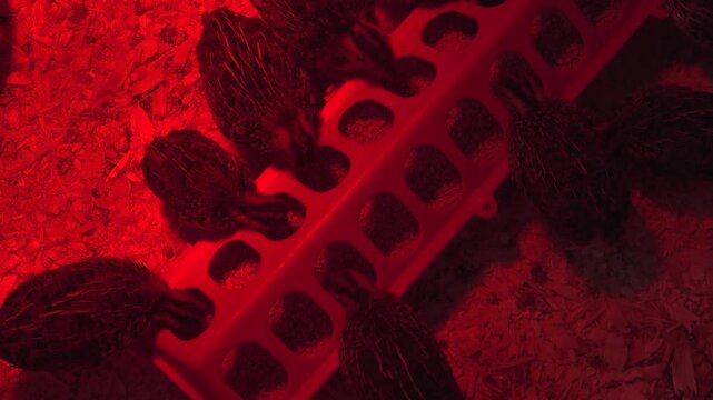 Overhead close-up of baby Jumbo Coturnix Quails eating out of a feeder in a pen with a red heat lamp.
