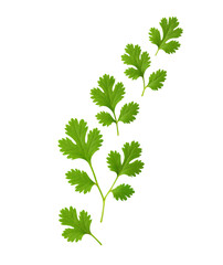 Single Cilantro Leaf Stems Isolated on Transparent Background - Fresh Cilantro Leaf Cluster Cutout for Culinary Design Use