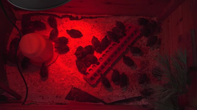 Overhead view of a group of baby Jumbo Coturnix Quails eating and drinking in a brooder with a red heat lamp keeping them warm.