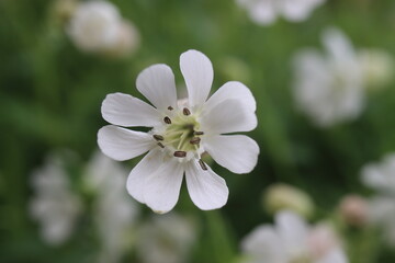 lepnica zwarta Druett's Variegated Silene uniflora