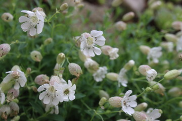 lepnica zwarta Druett's Variegated Silene uniflora