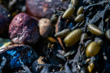 Macro View of Balanus sp. on Coastal Rock