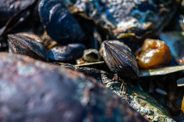 Macro View of Balanus sp. on Coastal Rock