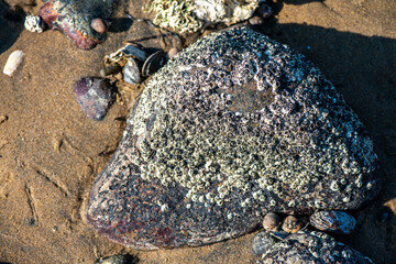 Macro View of Balanus sp. on Coastal Rock