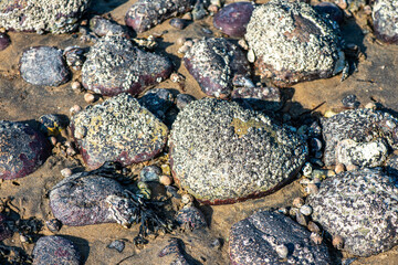 Macro View of Balanus sp. on Coastal Rock