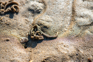 Macro View of Balanus sp. on Coastal Rock