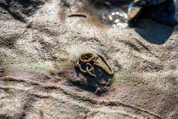 Macro View of Balanus sp. on Coastal Rock