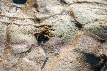 Macro View of Balanus sp. on Coastal Rock