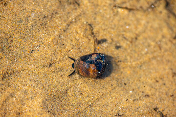 Macro View of Littorina littorea Walking Underwater