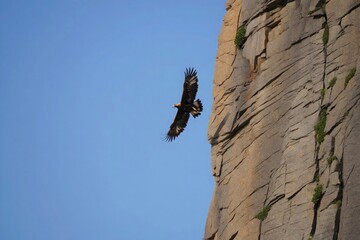Majestic golden eagle soaring near rocky cliff face