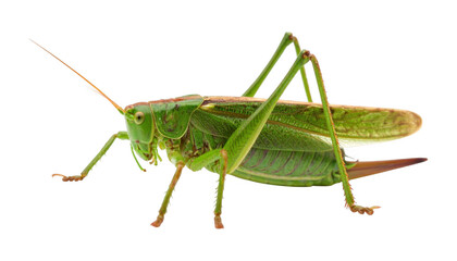 Detailed Close-Up of a Green Grasshopper on a White Background