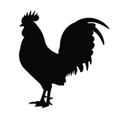 rooster isolated on white background