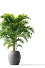 Obraz premium Minimalistic palm tree design in modern pot for clean aesthetic appeal