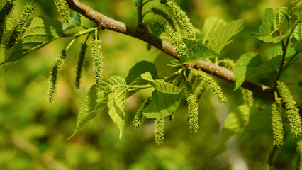 Mulberry fruit blooming on tree in garden on blurred of nature background