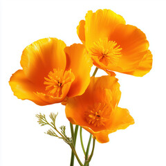 Naklejka premium Stunning Orange California Poppy Bouquet , PNG isolated cut out image