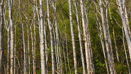 Dry teak trees in autumn on the forest with blue bright sky ,summer time. Focus on tree. Noisy. Exposure. Similar others