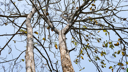 Dry teak trees in autumn on the forest with blue bright sky ,summer time. Focus on tree. Noisy. Exposure. Similar others