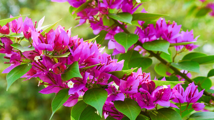 Beautiful Bougainvillea flowers and bougainvillea plant tree in summer lush foliage rainy season (Bougainvillea glabra Choisy). flowers are pink and purple. A wallpaper texture pattern background.