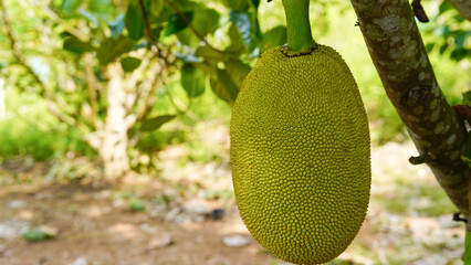 Jackfruit on the tree in the garden. Close-up.