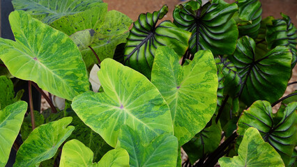 green leaves pharaoh mask elephant ear or colocasia pharaoh mask,Araceae on natural background