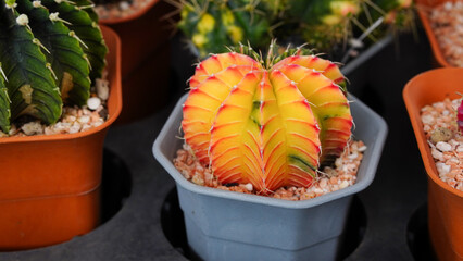 Group of Gymnocalycium variegated cactus collecting in greenhouse.